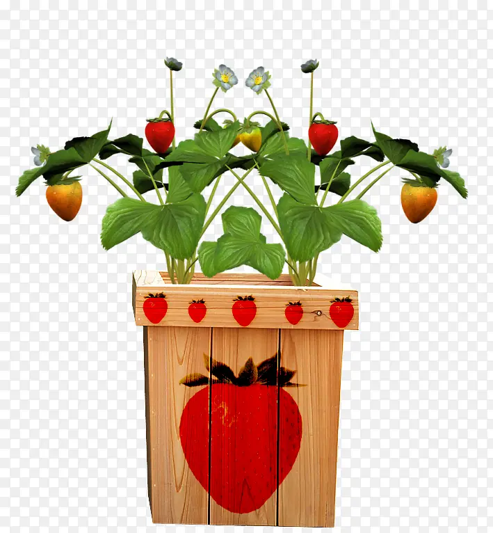 草莓花盆