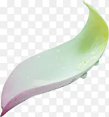 美丽的花瓣