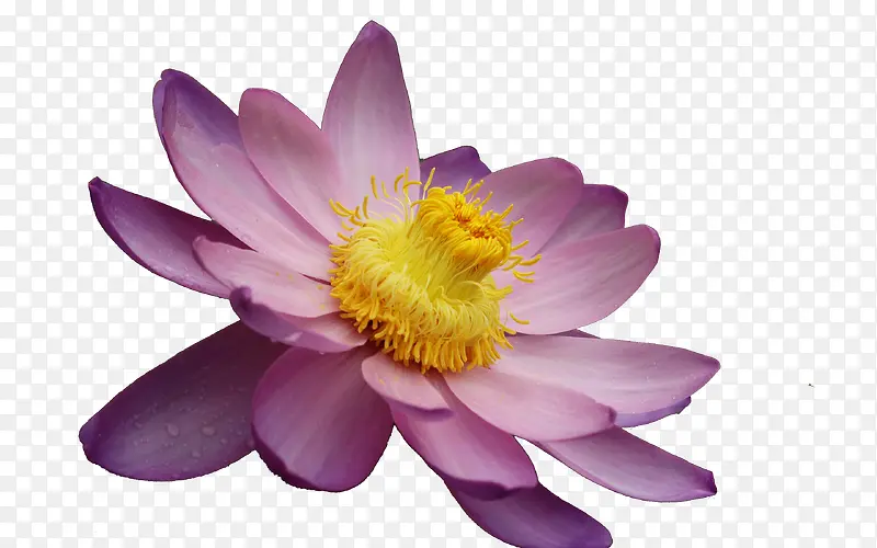 紫色的睡莲