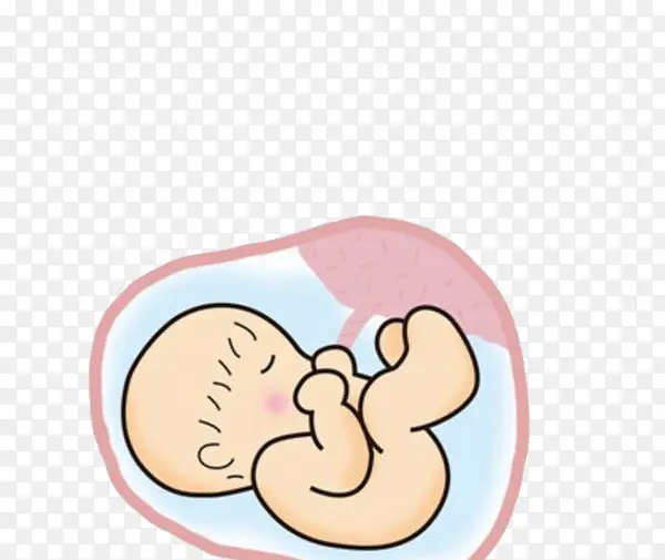 胚胎里面的婴儿