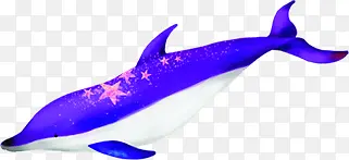 高清紫色摄影海豚效果