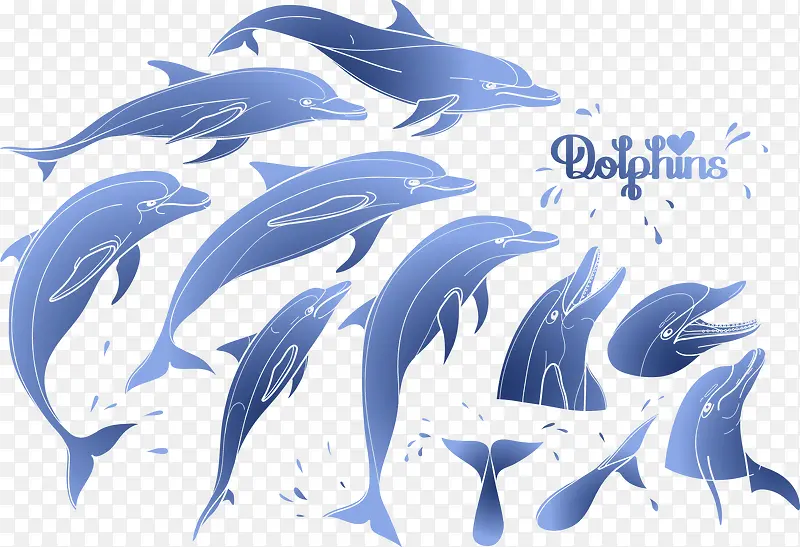 多只海豚游泳