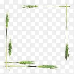 绿色稻草边框
