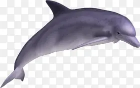 紫色海豚素材跳跃