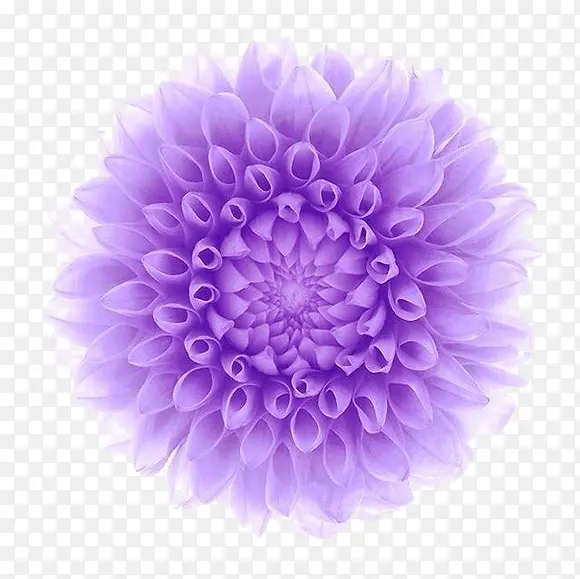 电脑制作紫色花朵