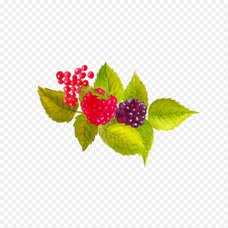 手绘植物野草莓