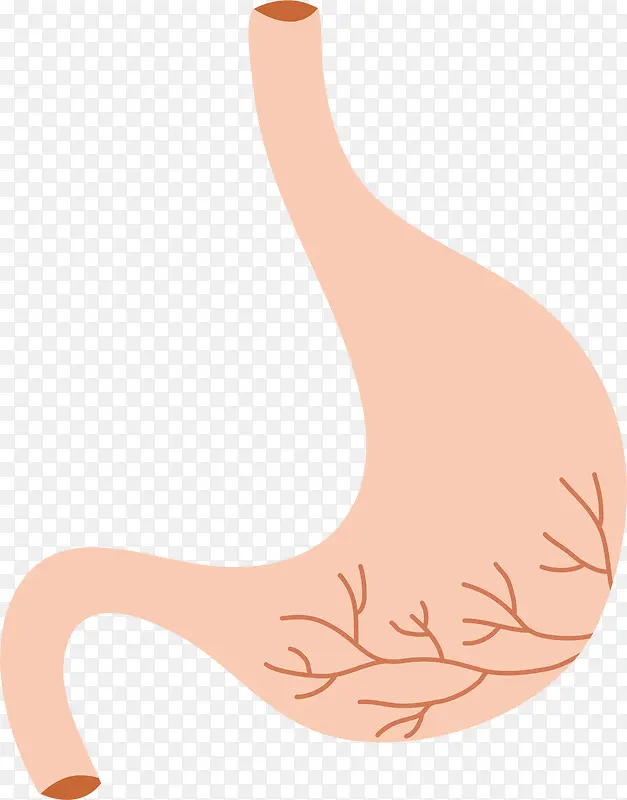 胃部器官