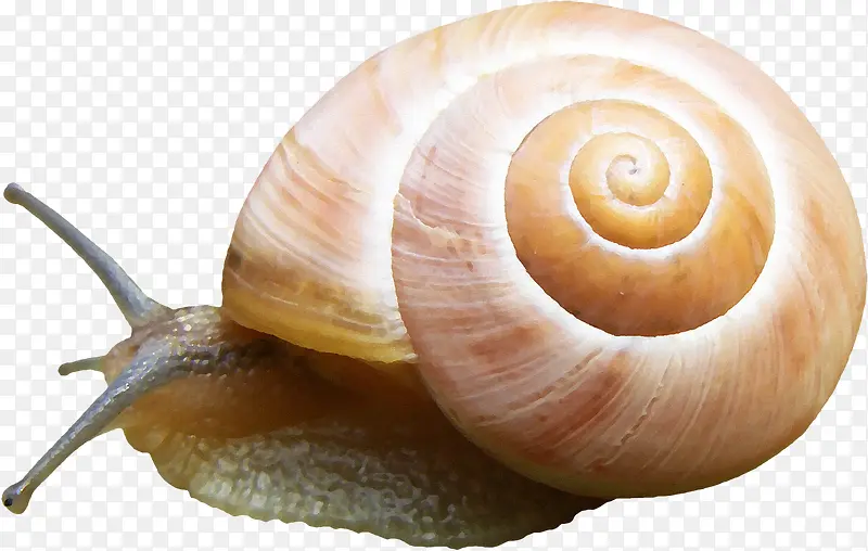 蜗牛图案素材