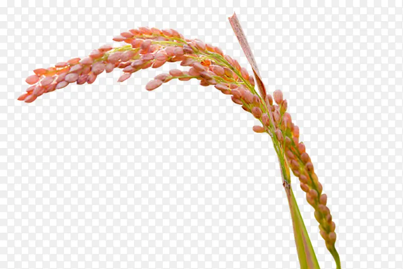 谷物稻穗