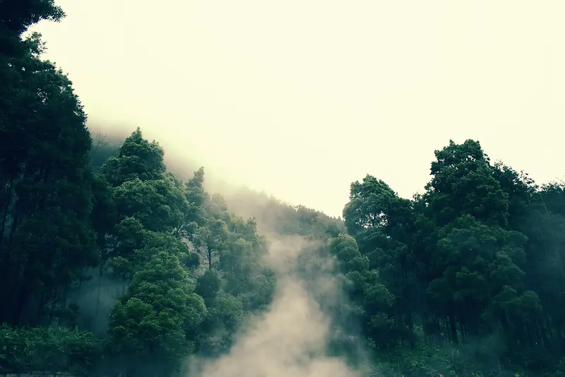 环境渲染树林森林雾气