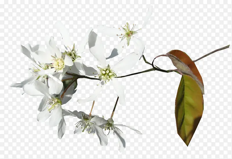 白色鲜花