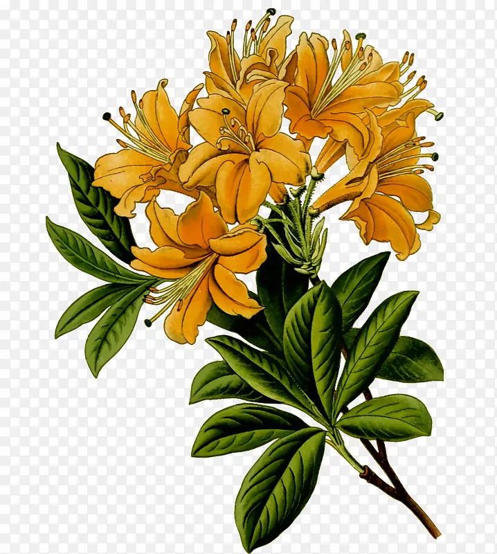 花朵透明矢量图案