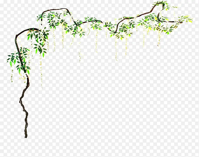 绿色藤蔓高清草本植物