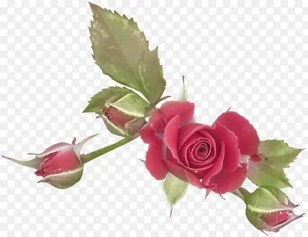 红色玫瑰花