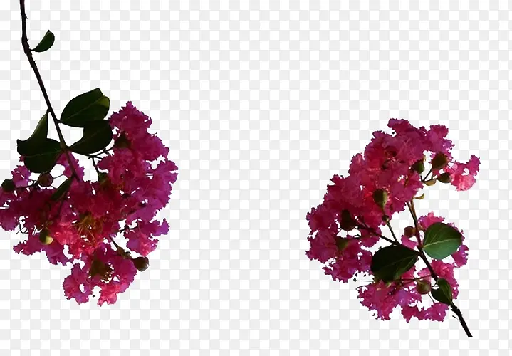 组合免抠紫薇花