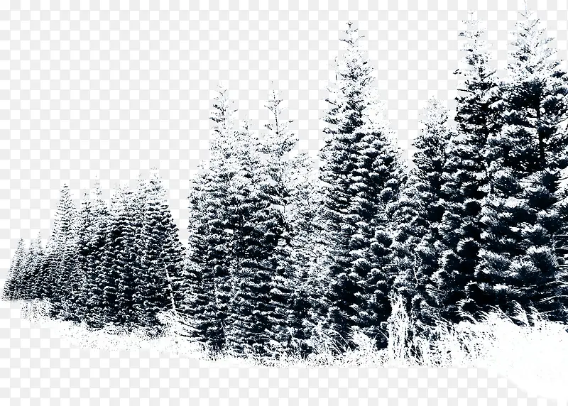 雪树树枝大树雪地