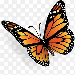 蝴蝶橙色翅膀图标设计