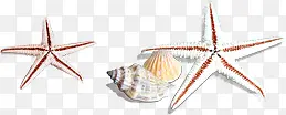 手绘沙滩卡通海边海星贝壳海螺