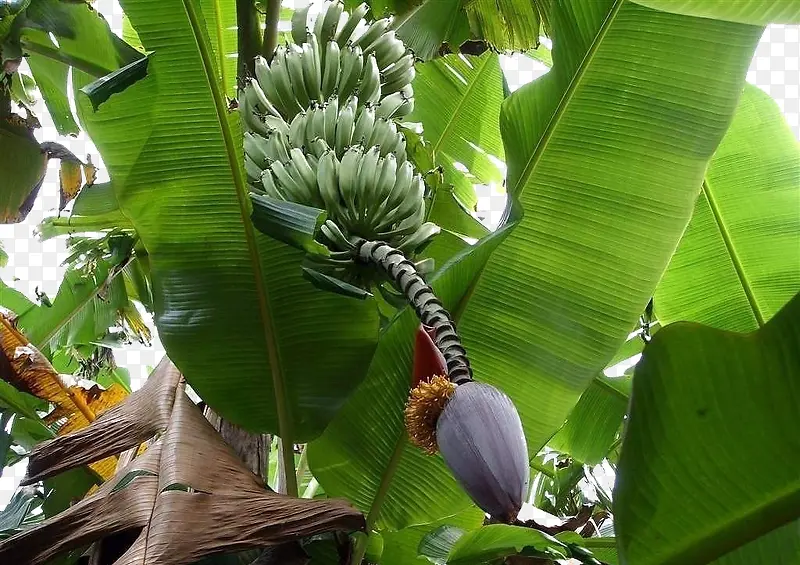绿色椰子芭蕉树叶