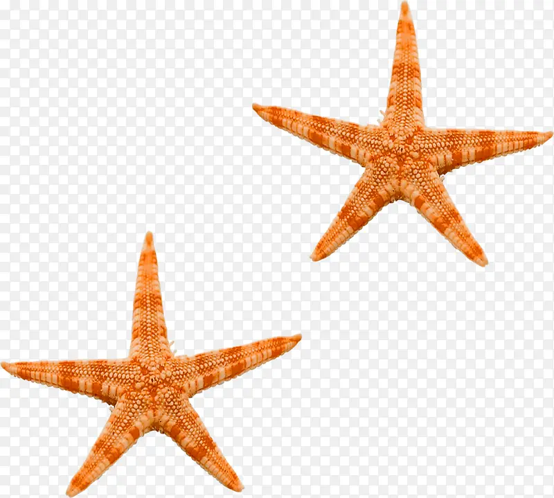 橙色海星图片
