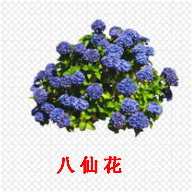 八仙花