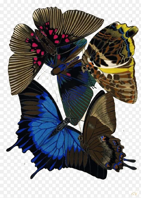 蝴蝶翅膀标本