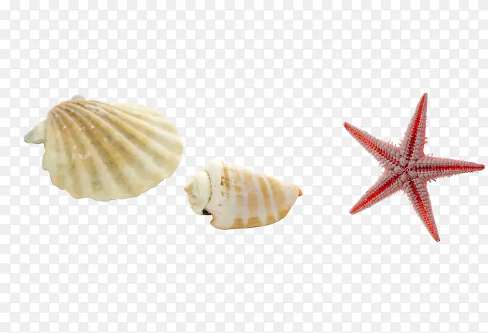 海星海螺