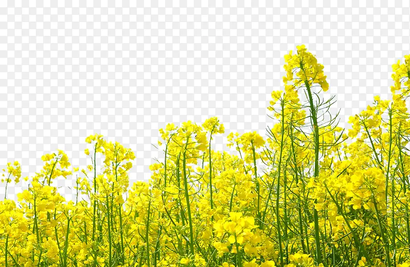 黄色油菜花背景图