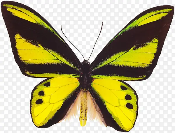 黄黑蝴蝶