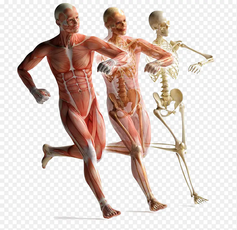 运动的人体肌肉解剖
