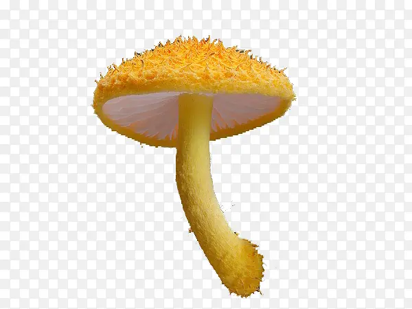 黄色真菌