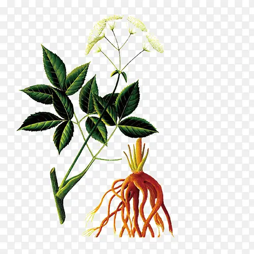 药草