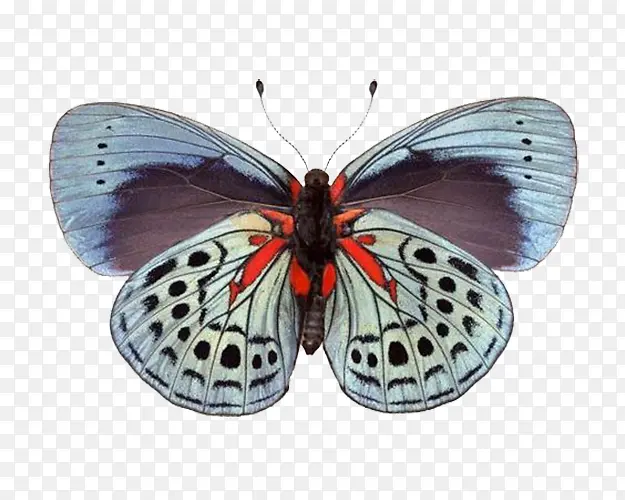 单支花蝴蝶标本