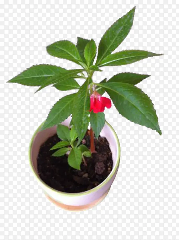 植物盆栽凤仙花