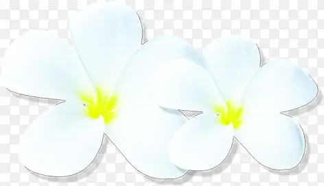 纯洁无瑕的白色茉莉花