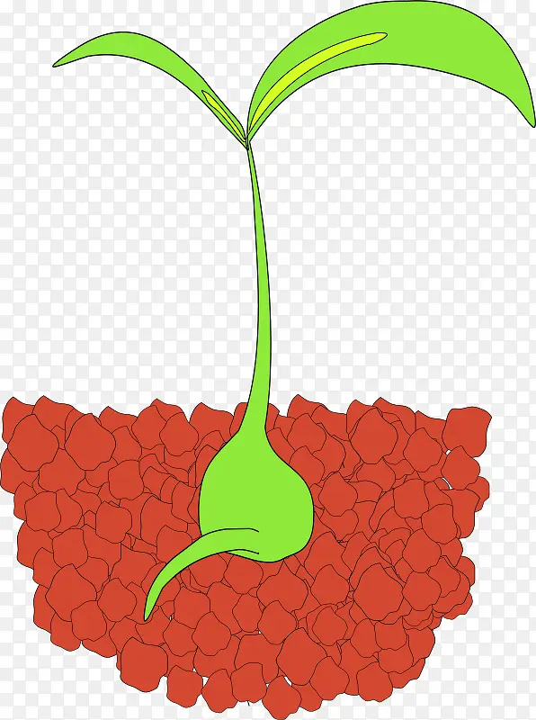 红色土壤中生长的绿色小芽