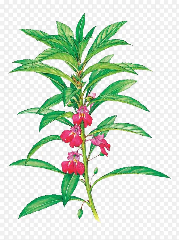 绿色 鲜花 植物 盆栽