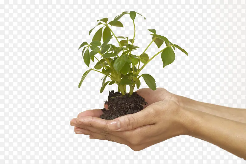 呵护在手心的绿色植物