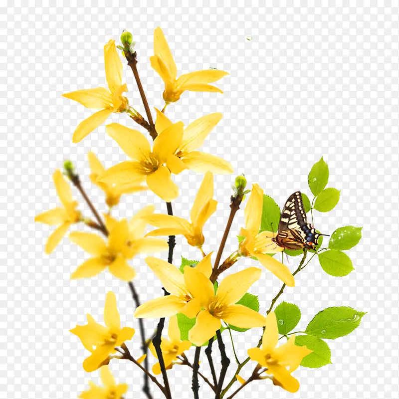 黄色连翘花朵免抠素材
