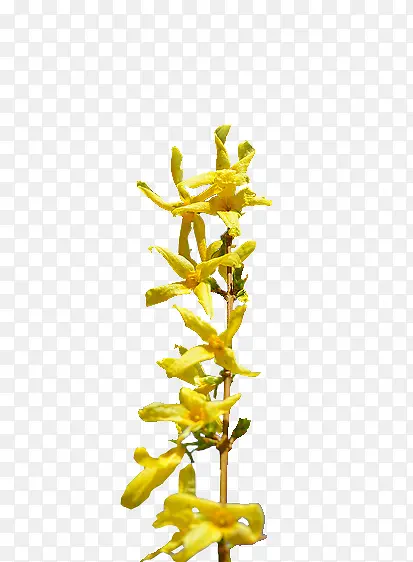 黄色连翘花