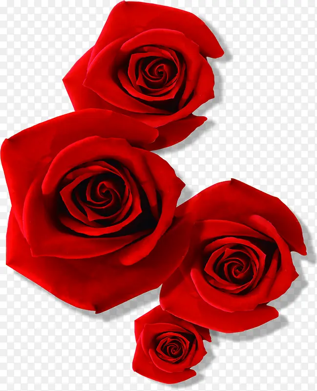 创意摄影送给情人的礼物红色玫瑰花