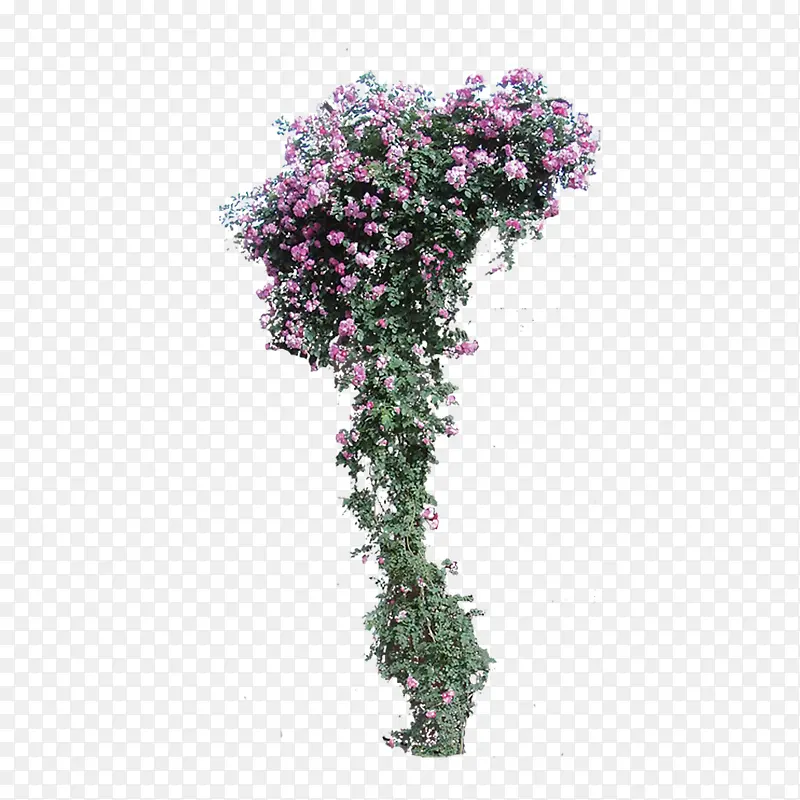 绿色植物