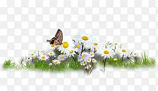 野外鲜花美景白色花朵彩色蝴蝶