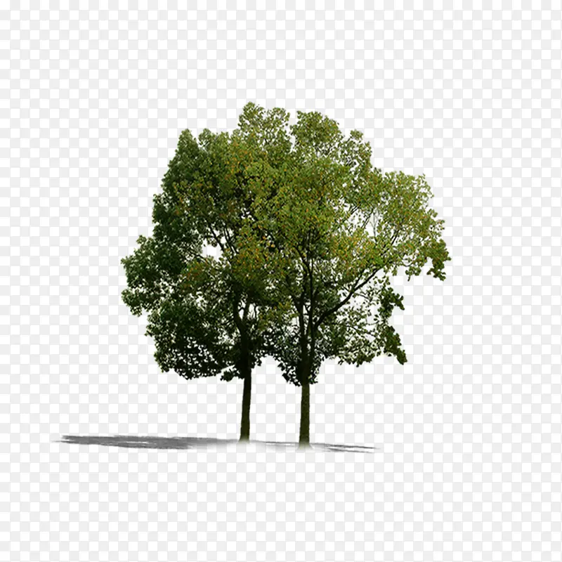 绿色植物PNG图片素材下载_图片编号ynvplgnm-免抠素材网