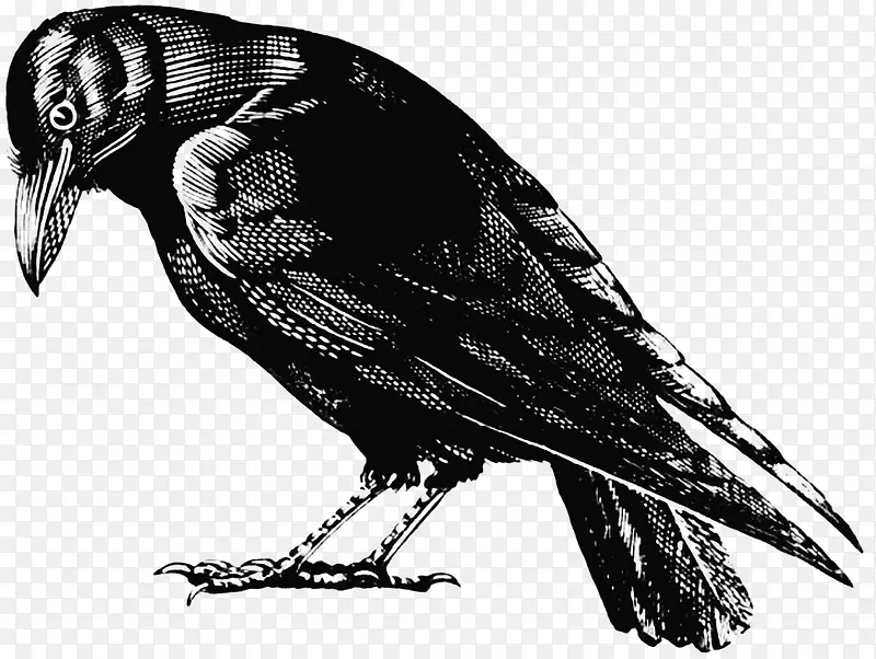 黑色 鸟 动物 素描鸟