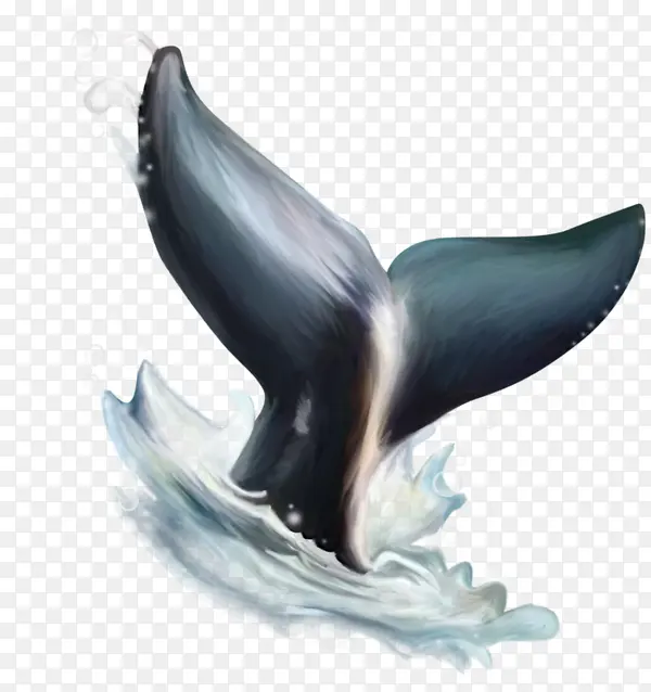 海豚的尾巴