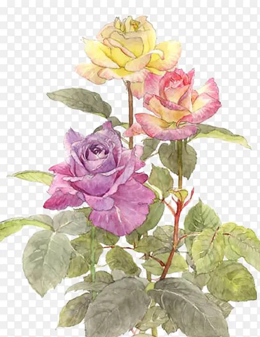三色茶花