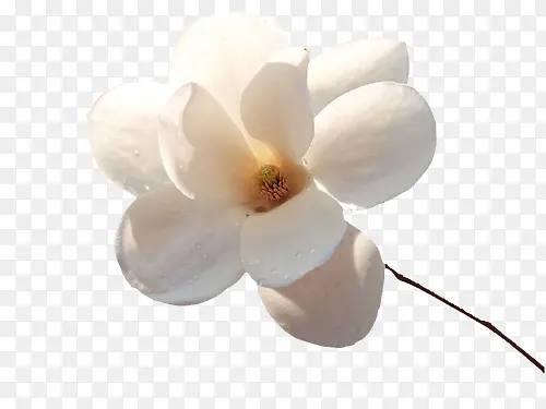 玉兰花白色玉兰花中国风素材漂浮