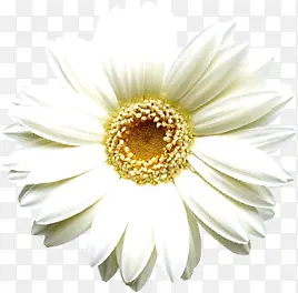 摄影海报活动白色花朵