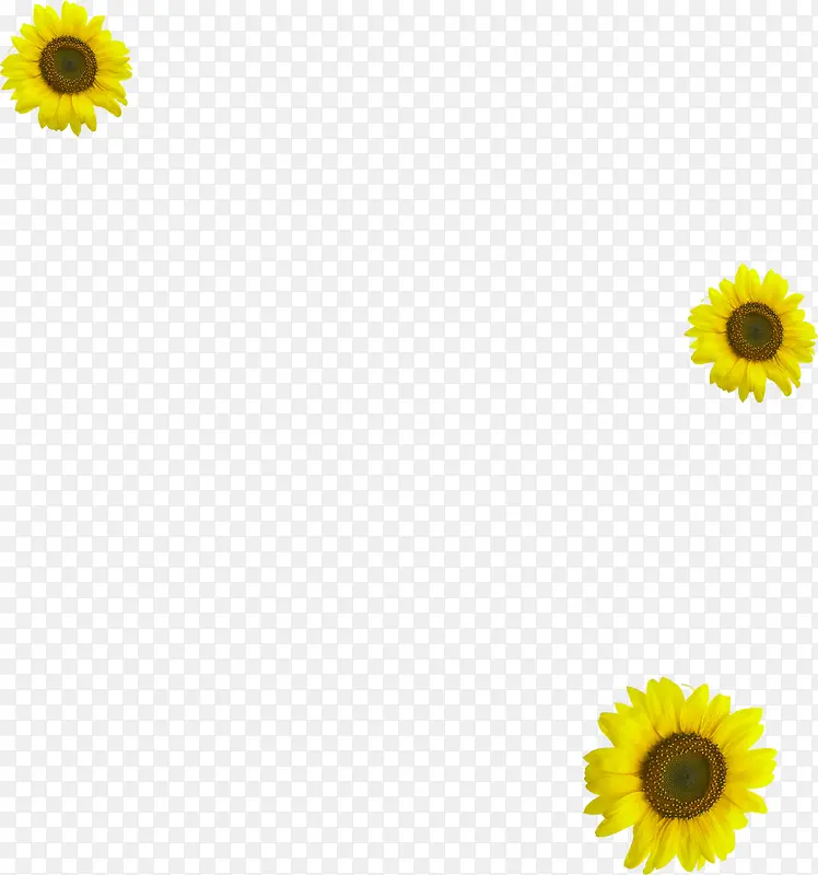 摄影活动海报黄色花朵效果